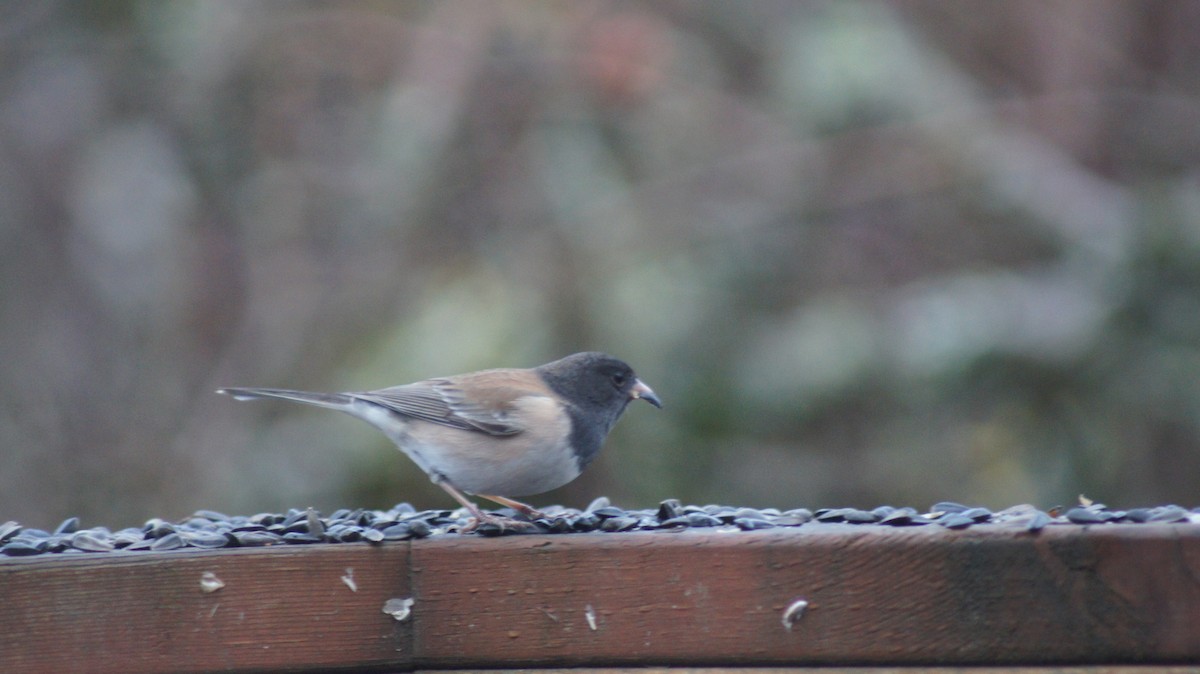 Dark-eyed Junco - ML646909427