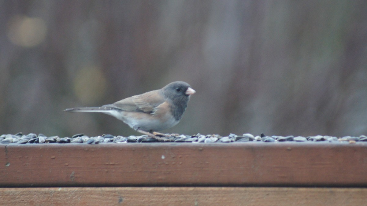 Dark-eyed Junco - ML646909428