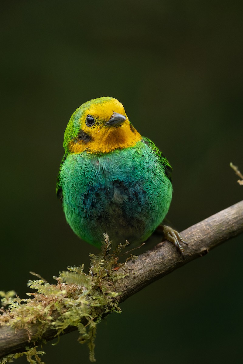 Multicolored Tanager - ML646909430