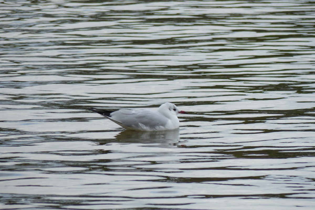 紅嘴鷗 - ML646909432