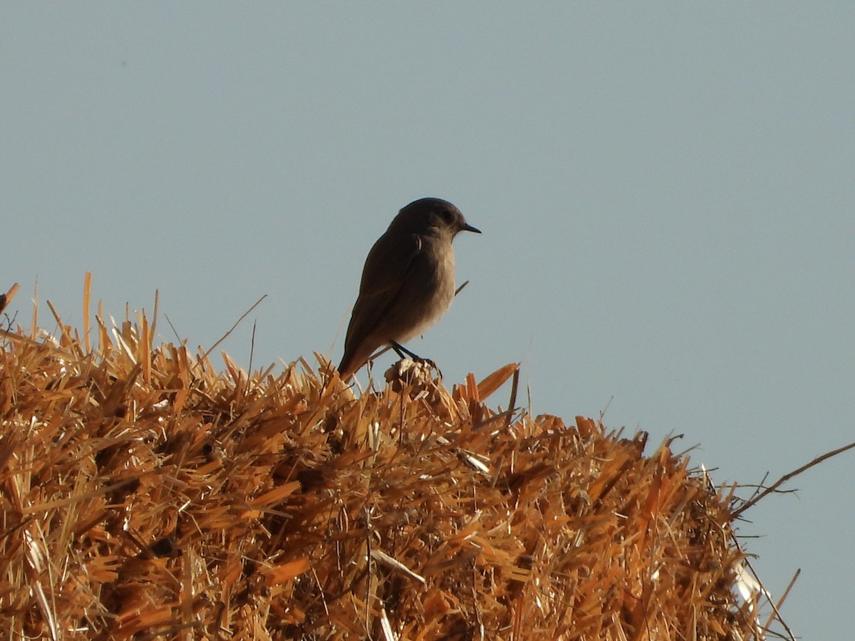 Hausrotschwanz - ML646909434