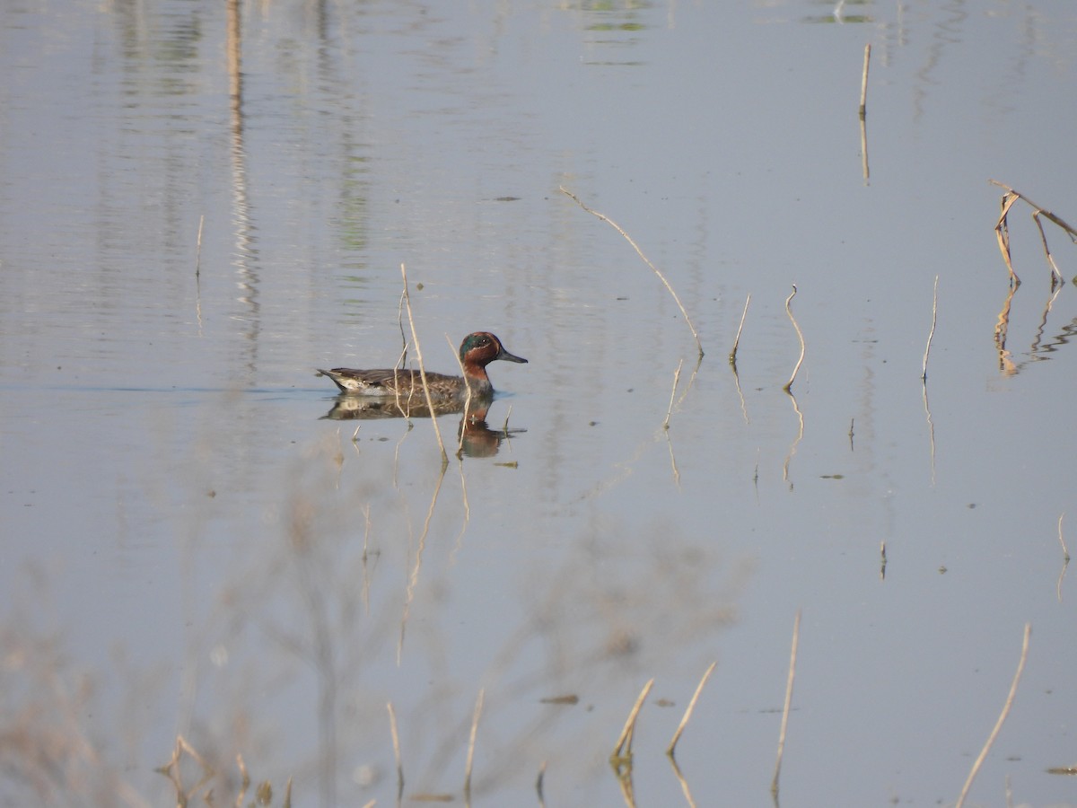 Чирок-свистунок - ML646909439