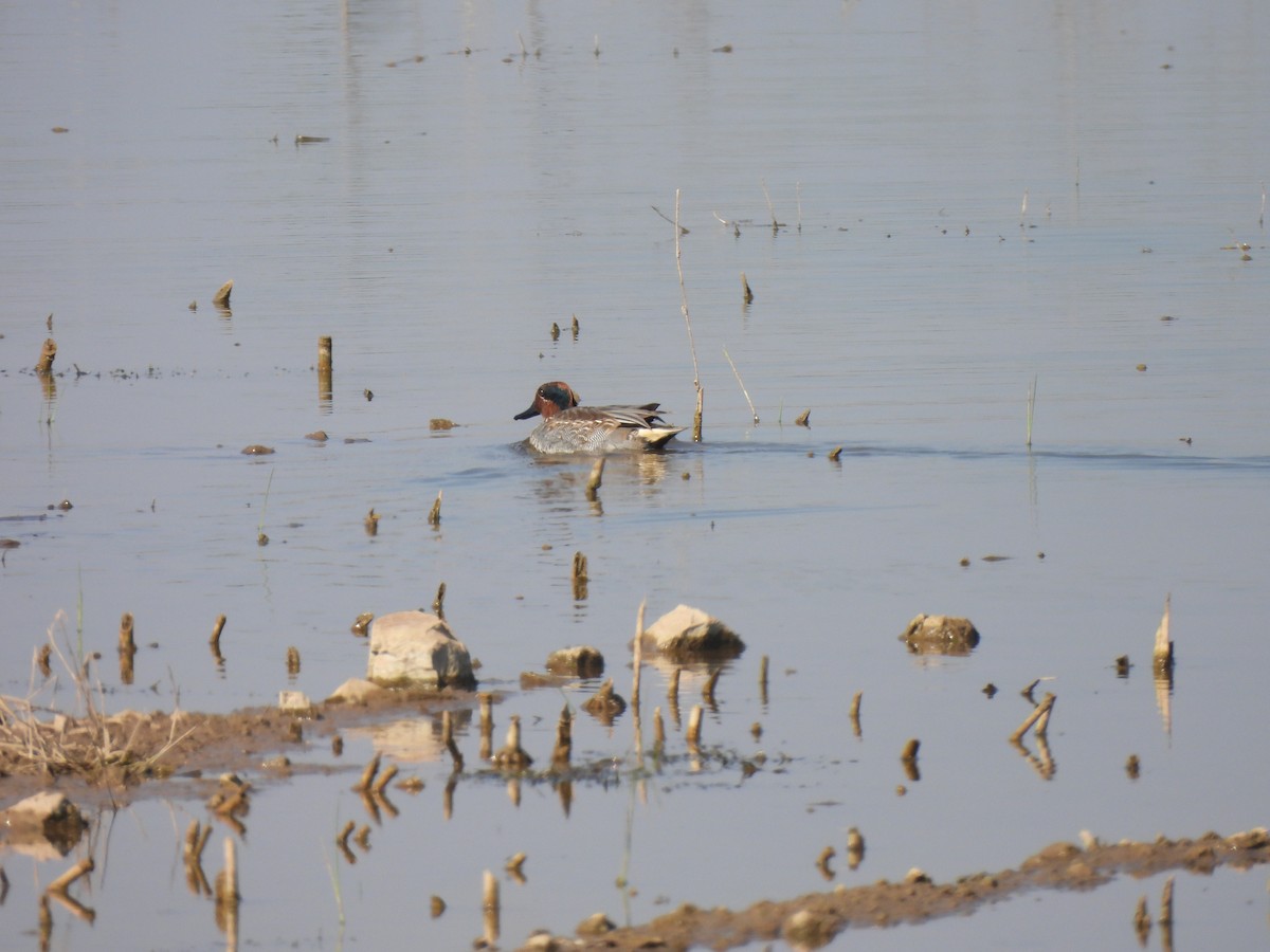 Чирок-свистунок - ML646909440