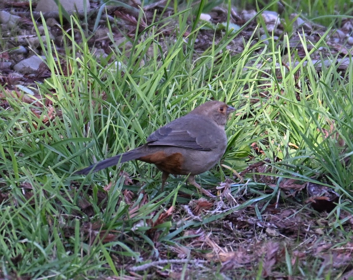 Tohi de Californie - ML646909442