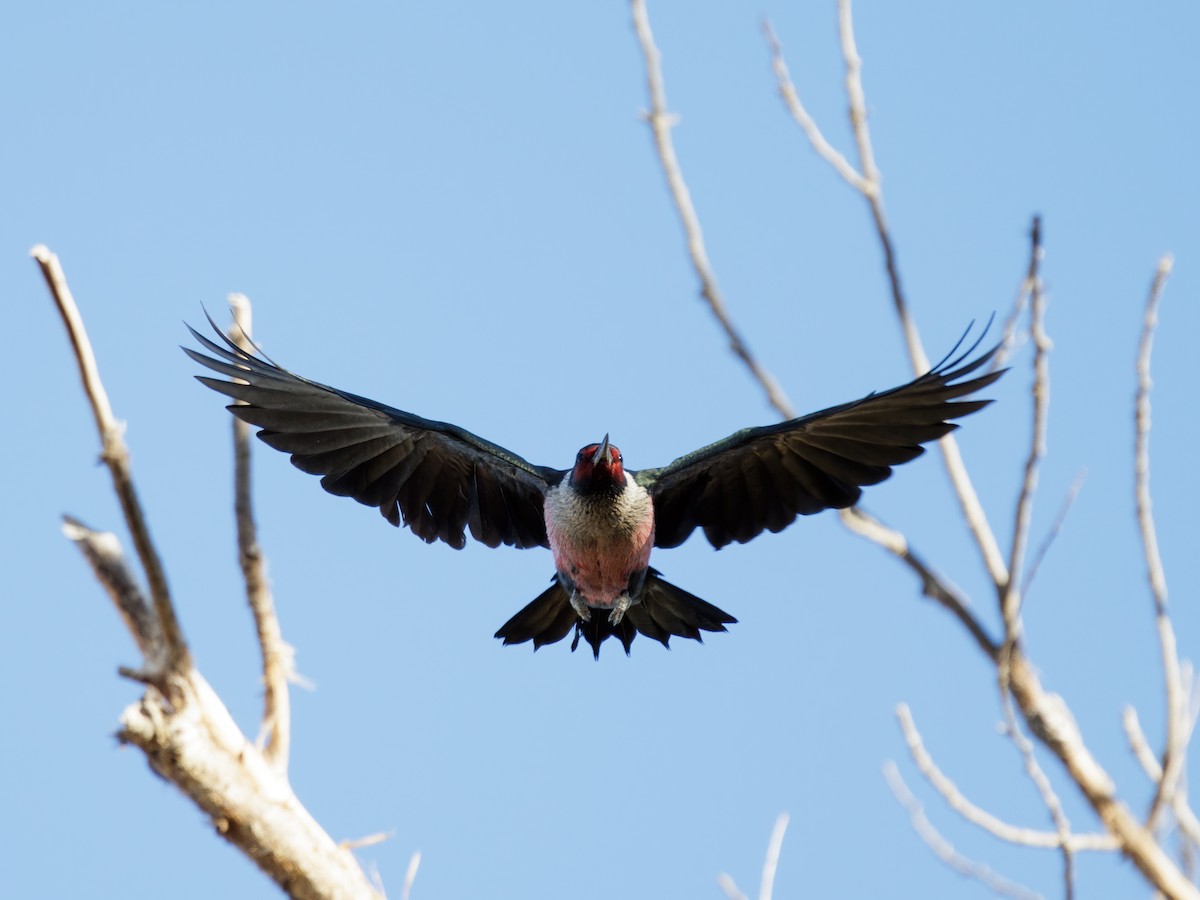 Гіла рожевочерева - ML646909444