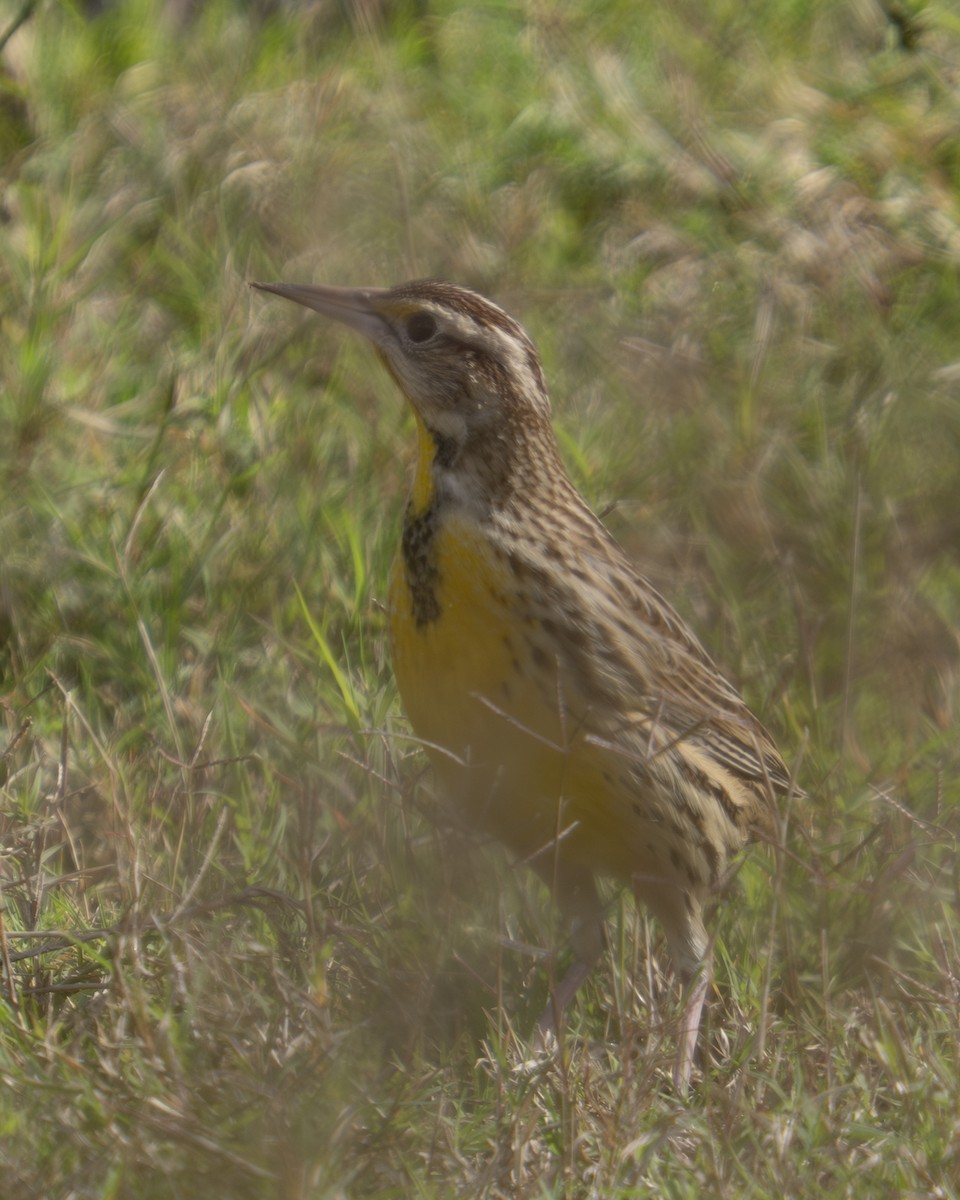Eastern Meadowlark - ML646909446