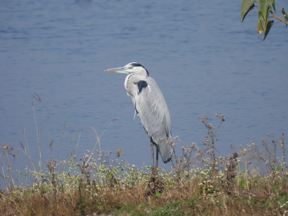 Серая цапля - ML646909449