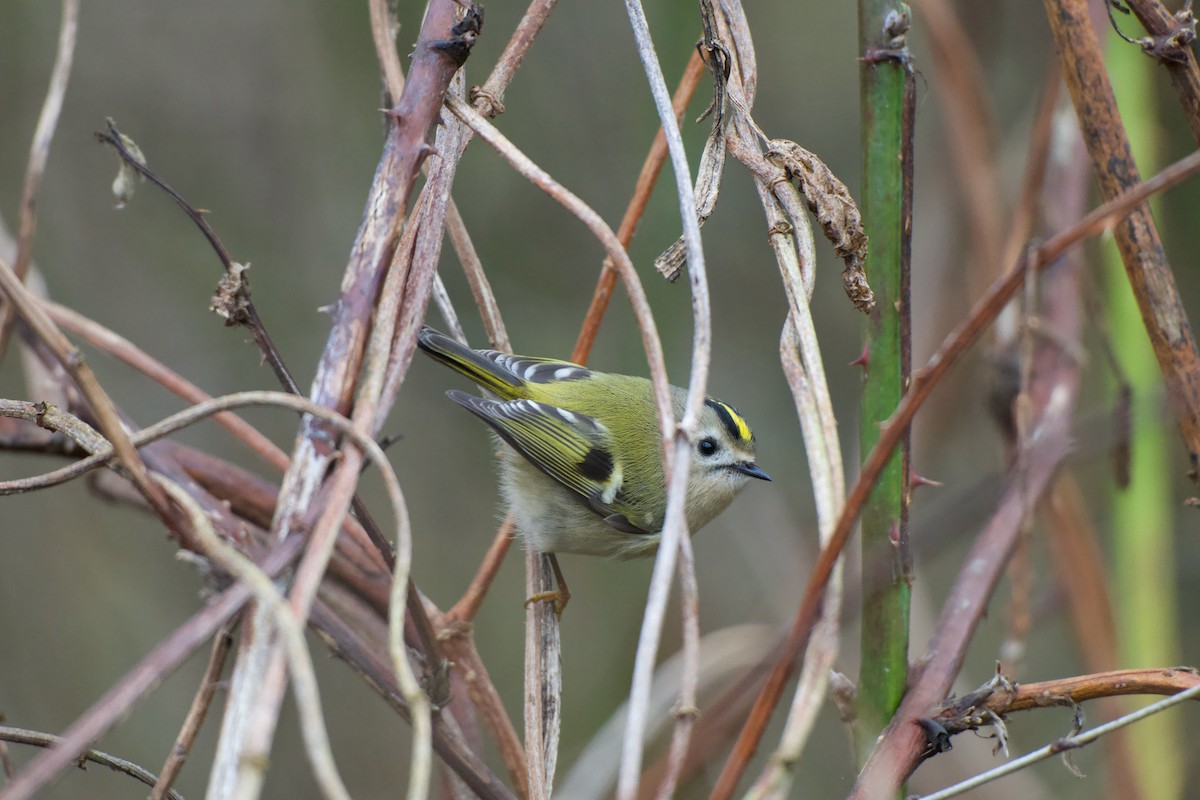 Goldcrest - ML646909456