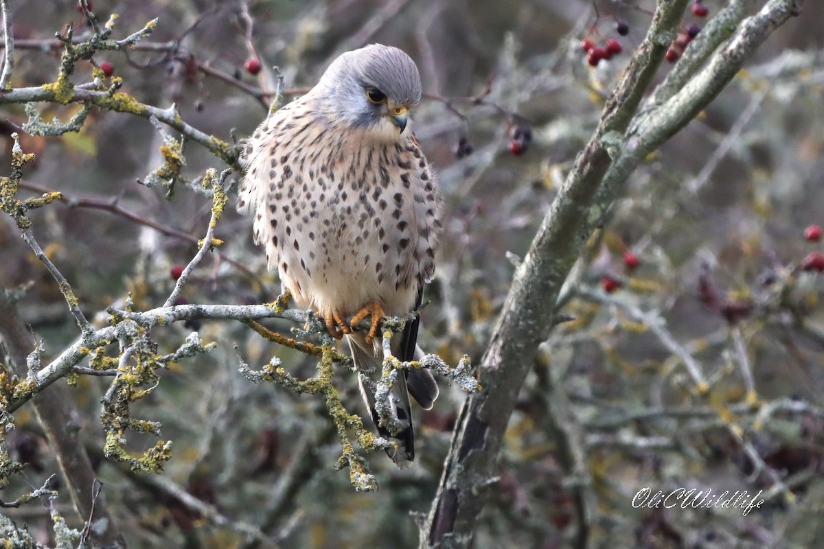 紅隼(tinnunculus群) - ML646909457