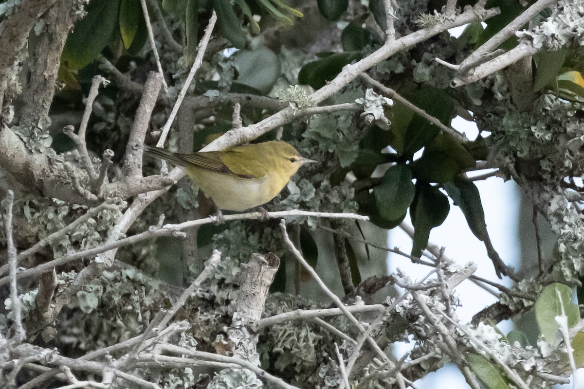 Tennessee Warbler - ML646909459