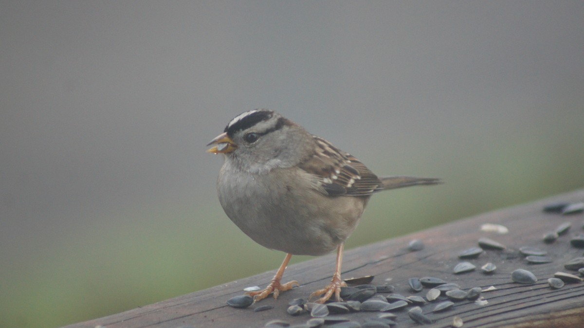 White-crowned Sparrow - ML646909461