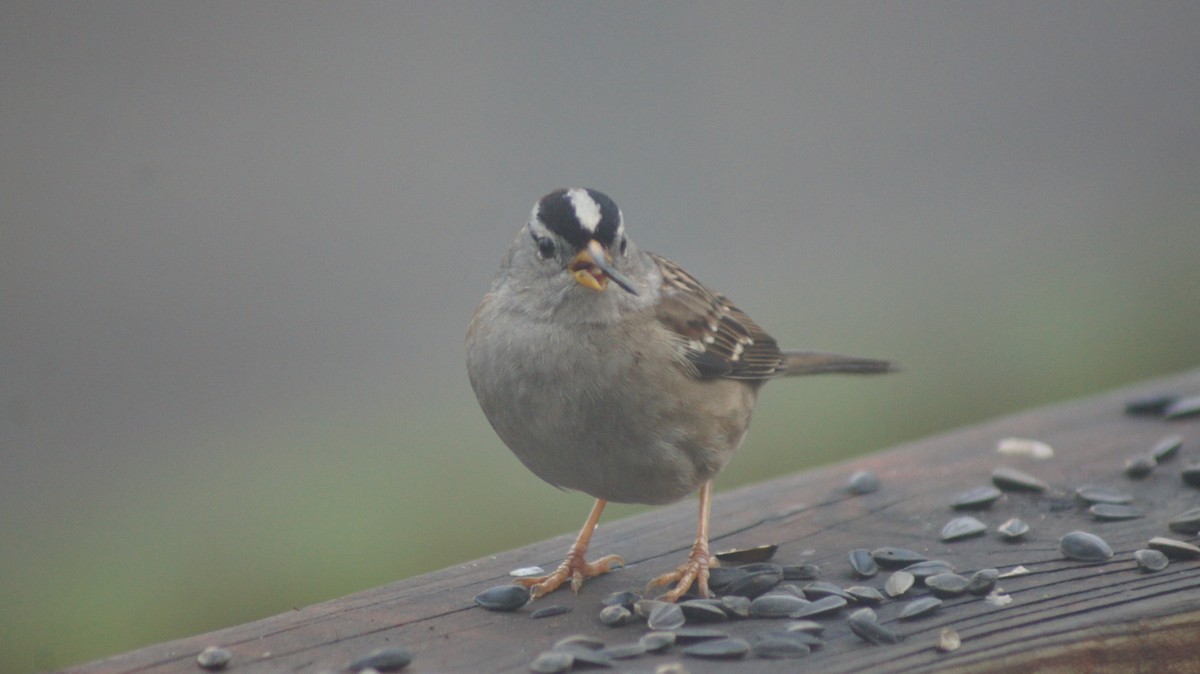 White-crowned Sparrow - ML646909462