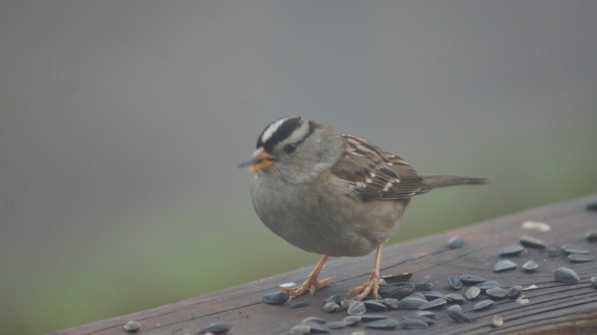 White-crowned Sparrow - ML646909463