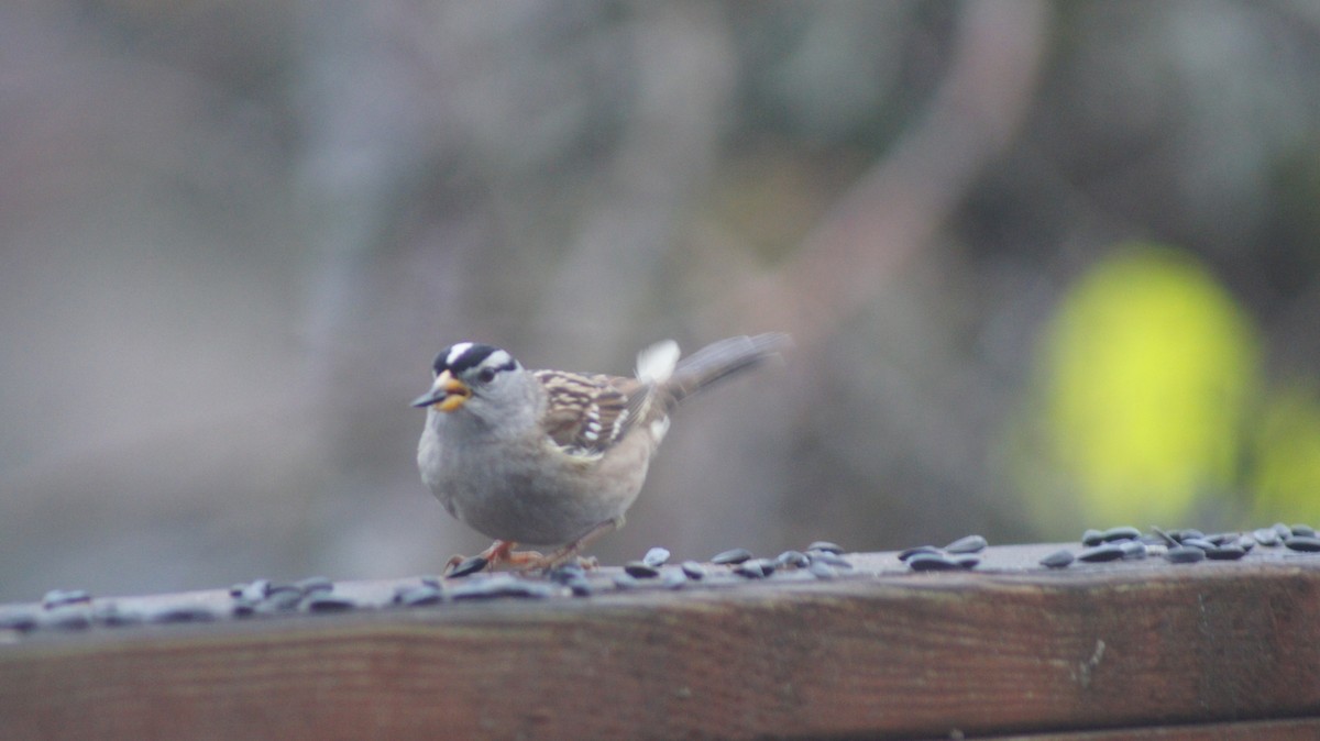 White-crowned Sparrow - ML646909464