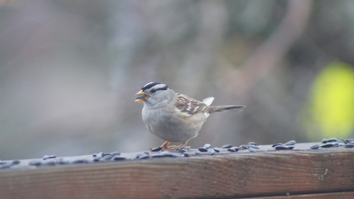 White-crowned Sparrow - ML646909465