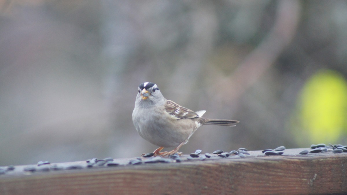 White-crowned Sparrow - ML646909466