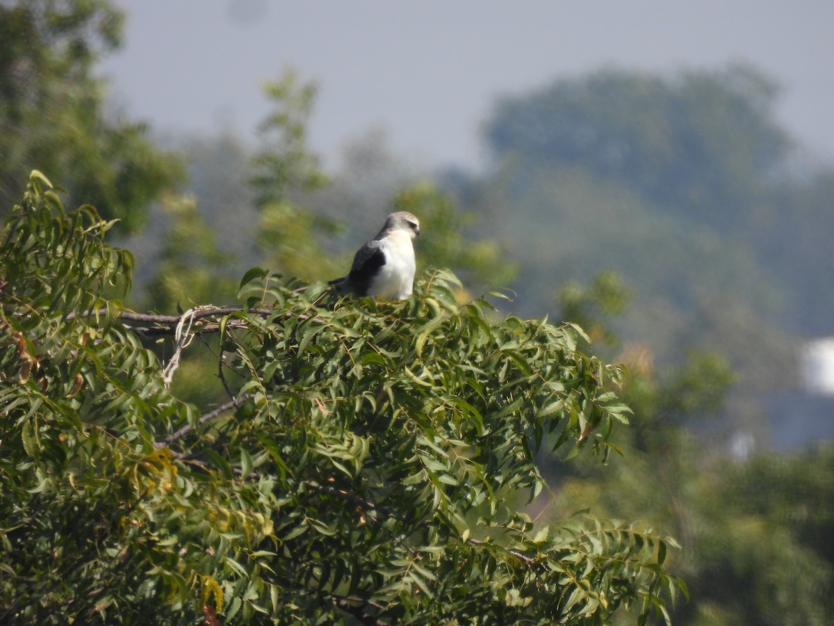 Дымчатый коршун - ML646909467