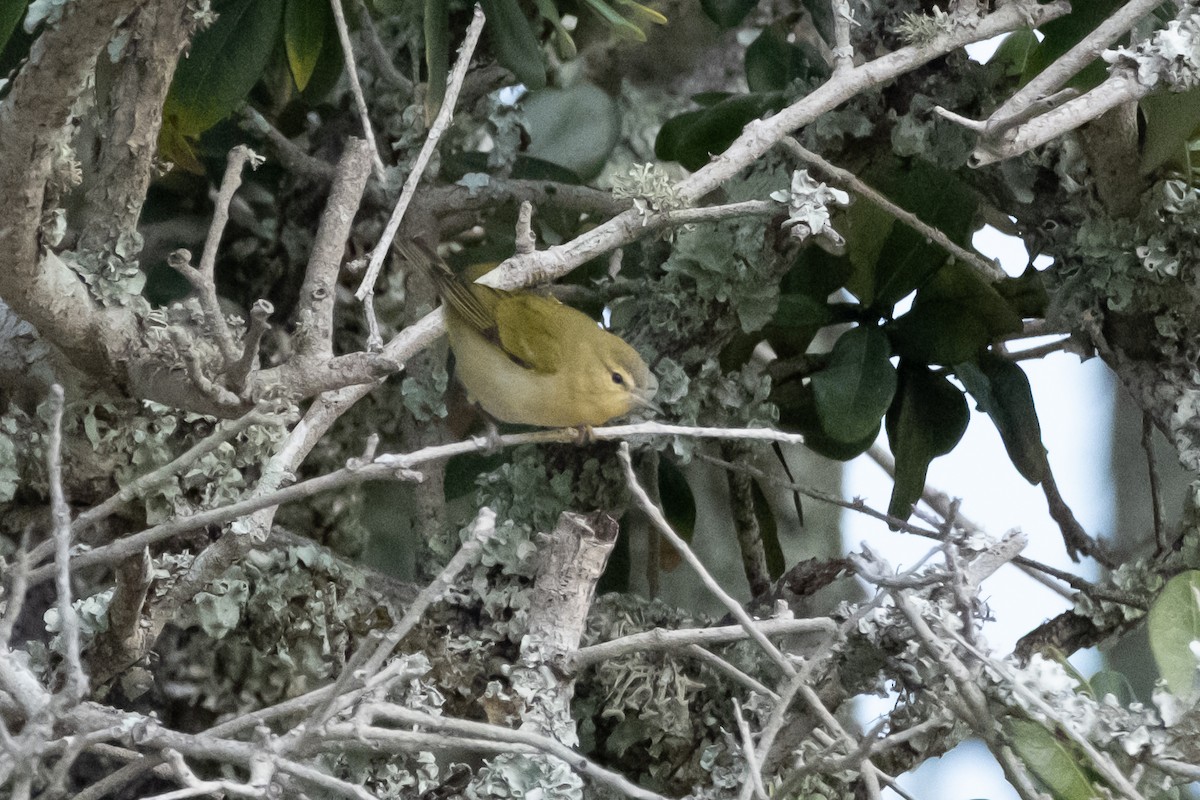 Tennessee Warbler - ML646909469