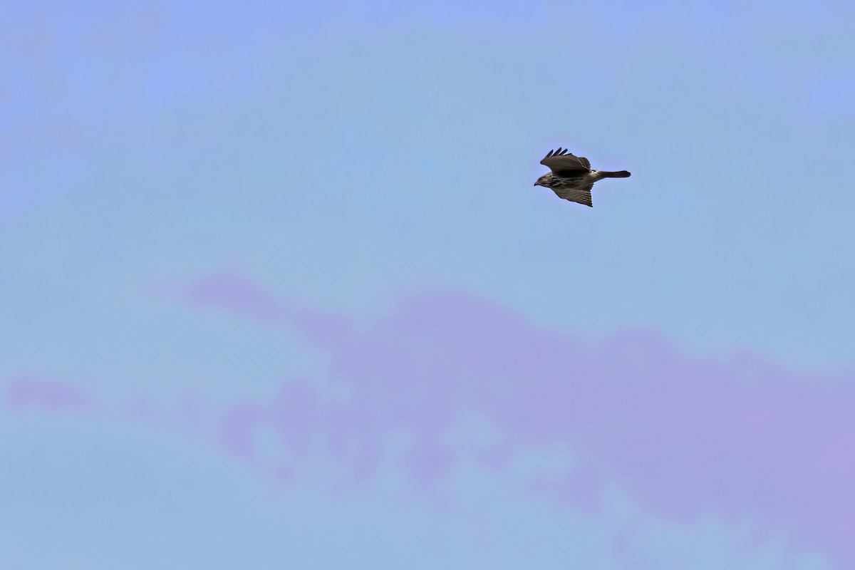 Roadside Hawk - ML646909470