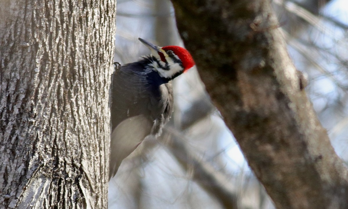 Pileated Woodpecker - ML646909471
