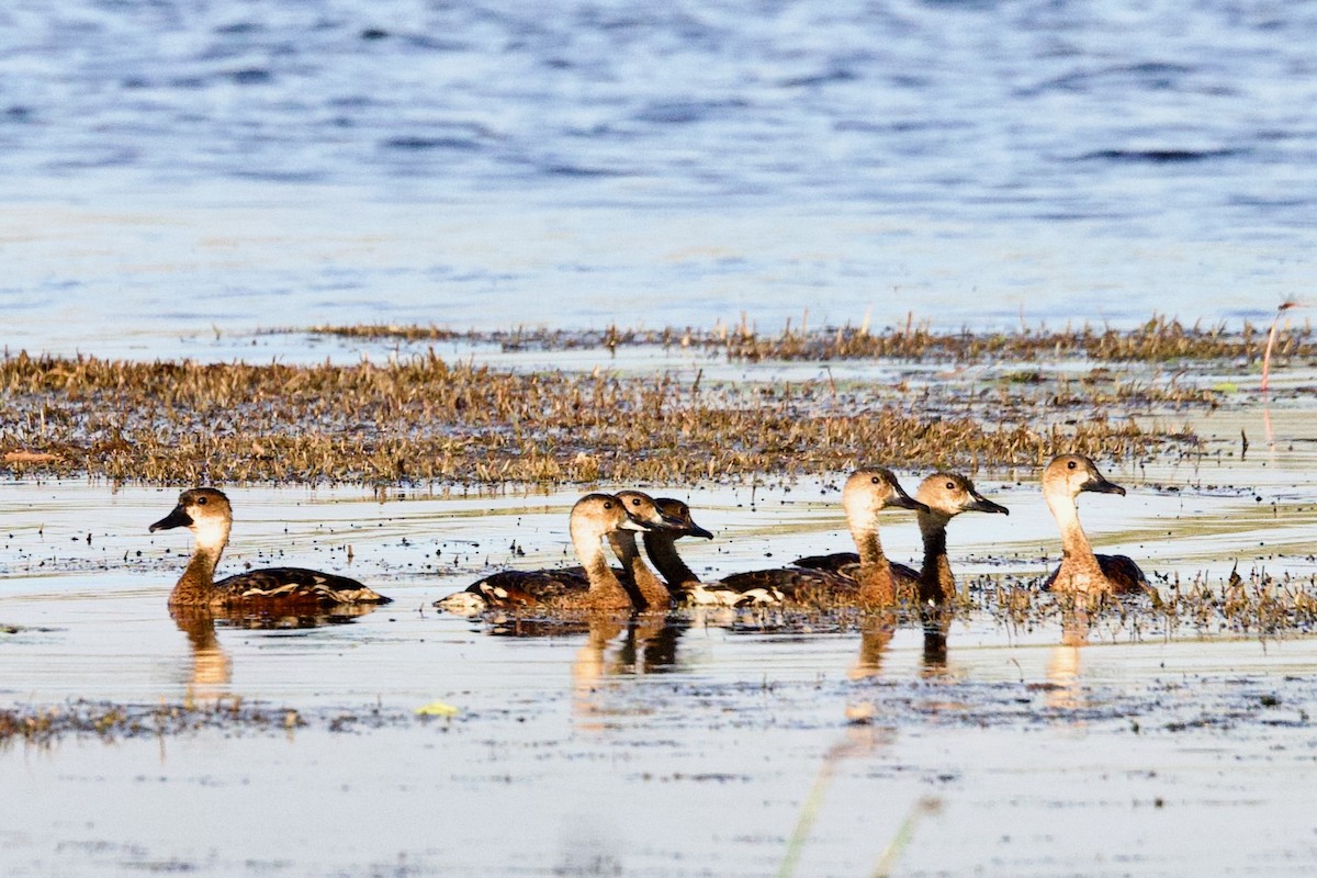 Dendrocygne à lunules - ML646909472
