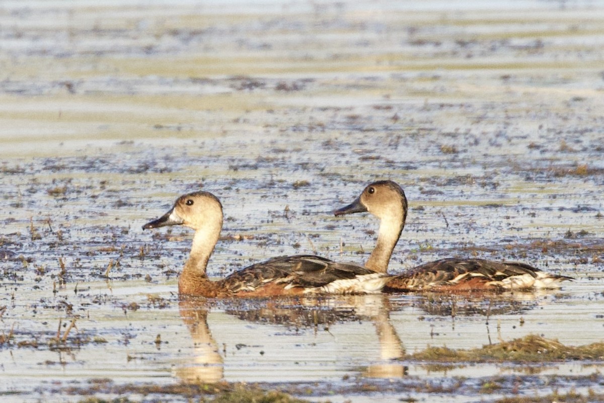 Dendrocygne à lunules - ML646909473