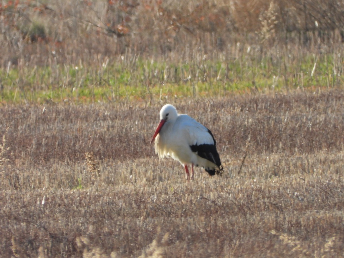 Weißstorch - ML646909476