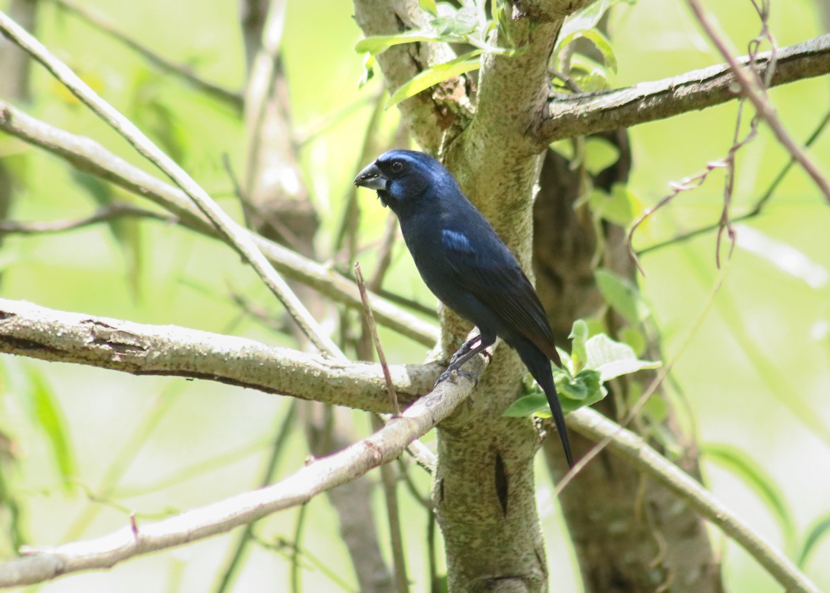 Ultramarine Grosbeak - ML646909477