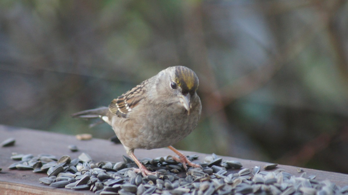 Golden-crowned Sparrow - ML646909478