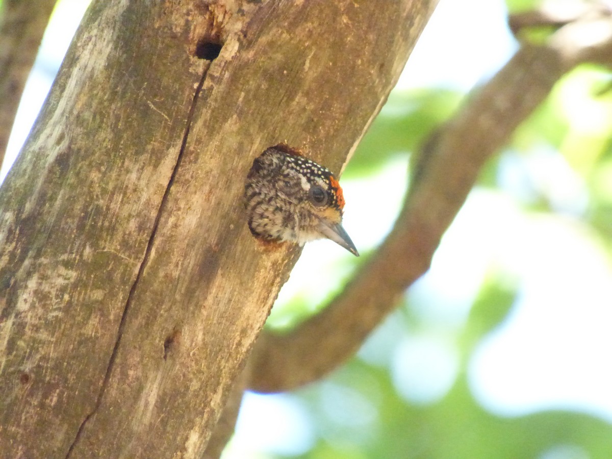 White-barred Piculet - ML646909479