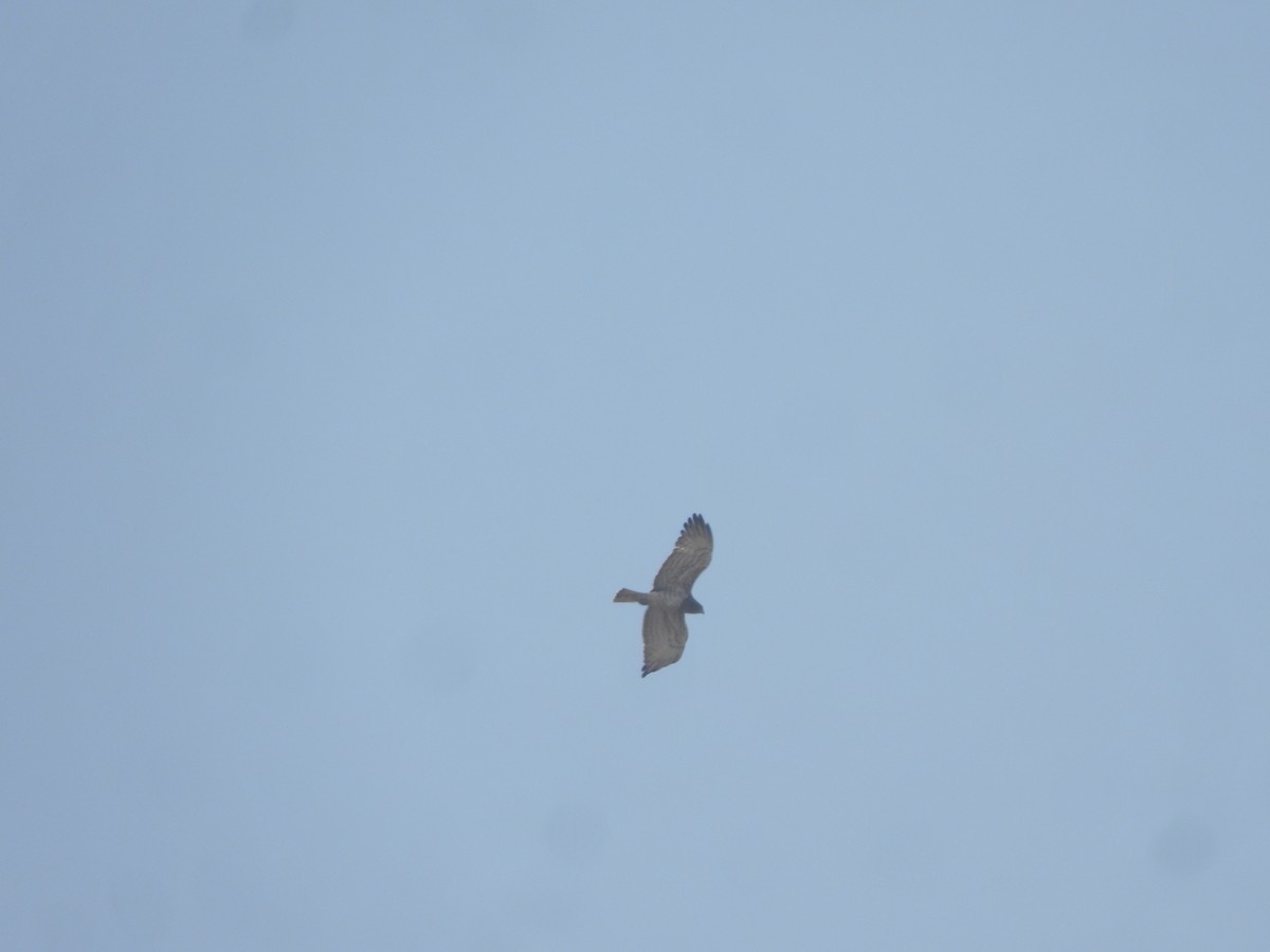 orlík krátkoprstý - ML646909484