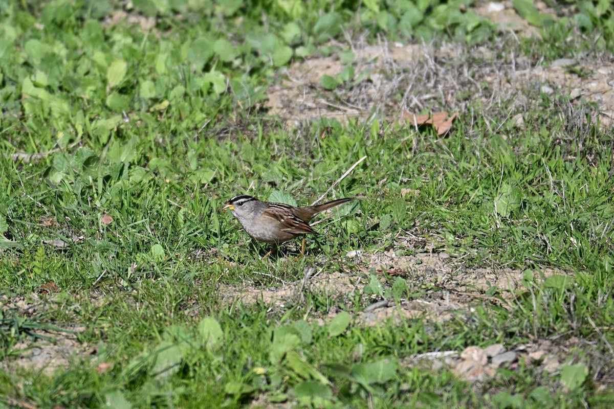 Bruant à couronne blanche - ML646909486