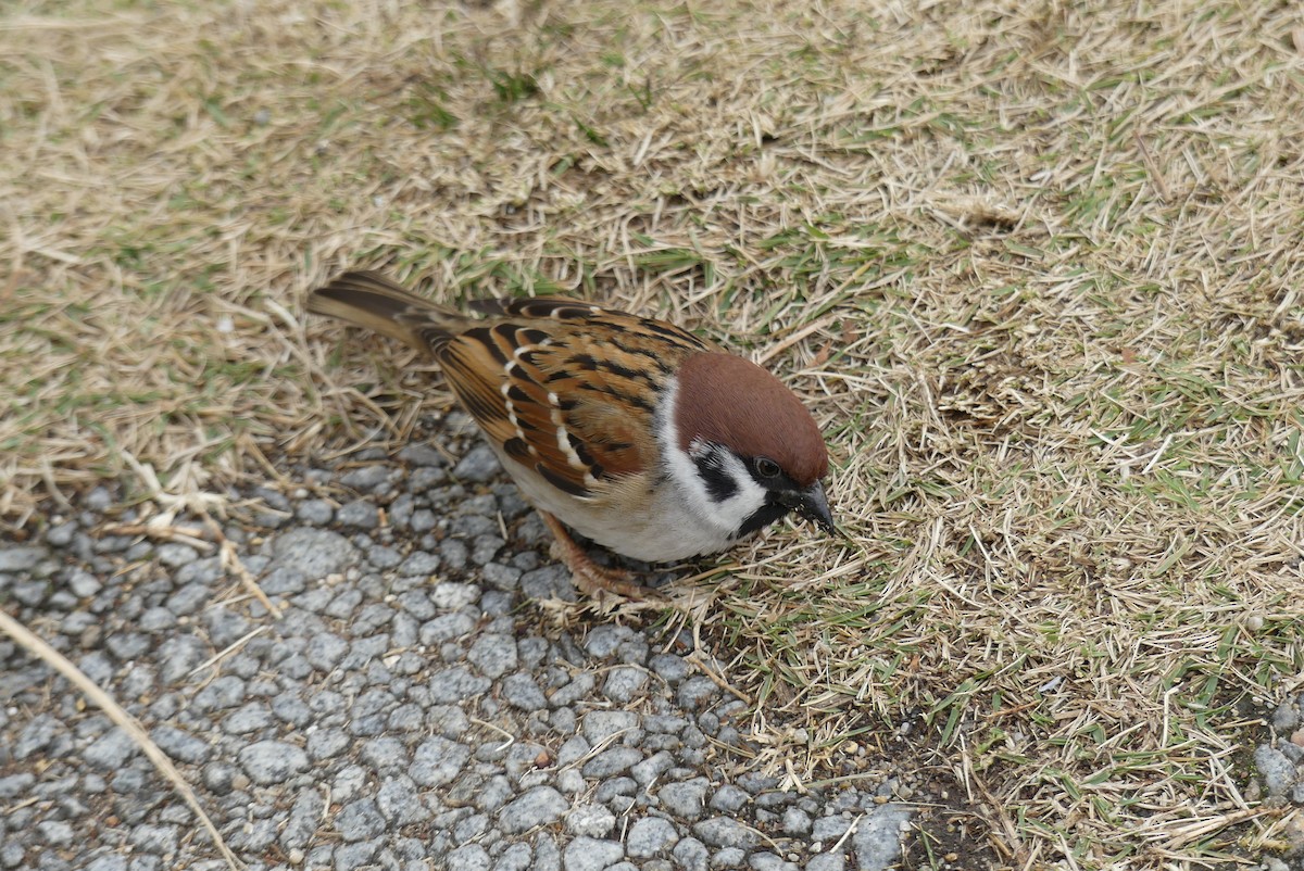 麻雀 - ML646909488