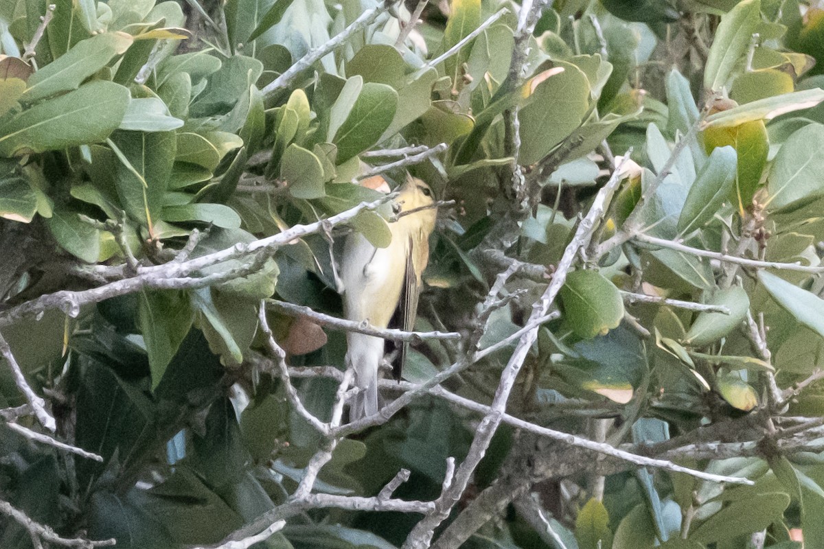 Tennessee Warbler - ML646909490