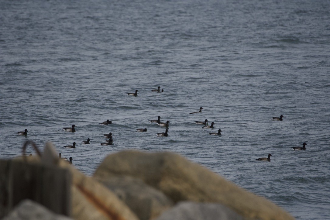 Ringelgans - ML646909492