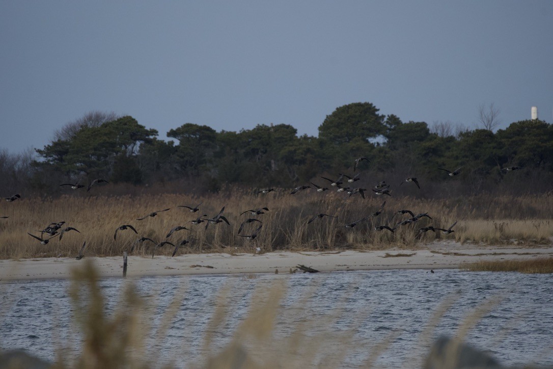 Ringelgans - ML646909495