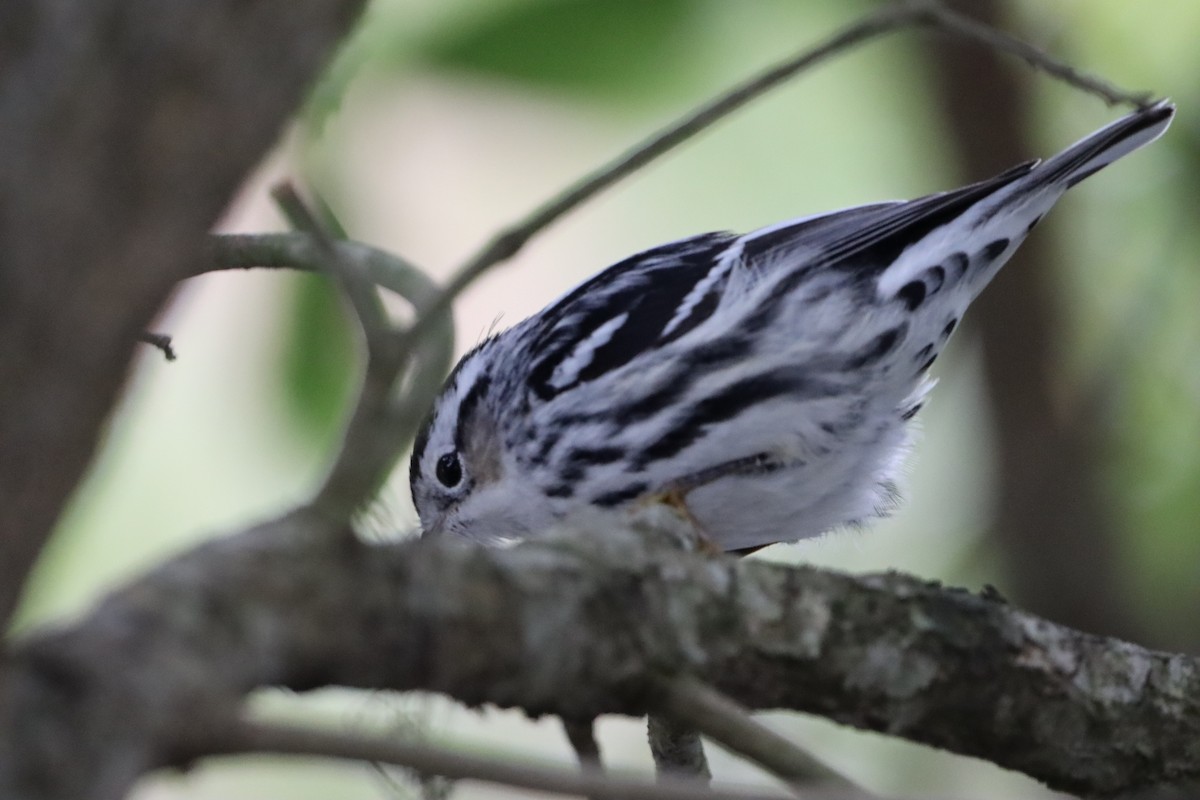 Black-and-white Warbler - ML646909496