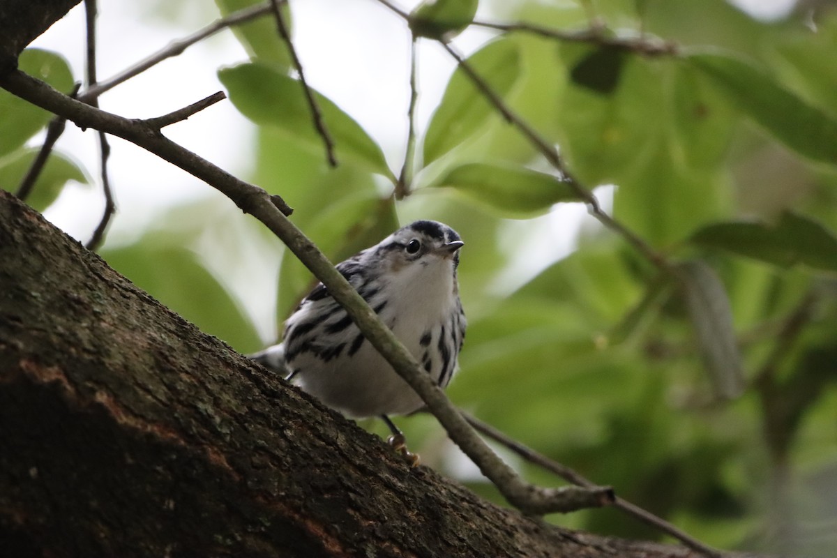 Black-and-white Warbler - ML646909497