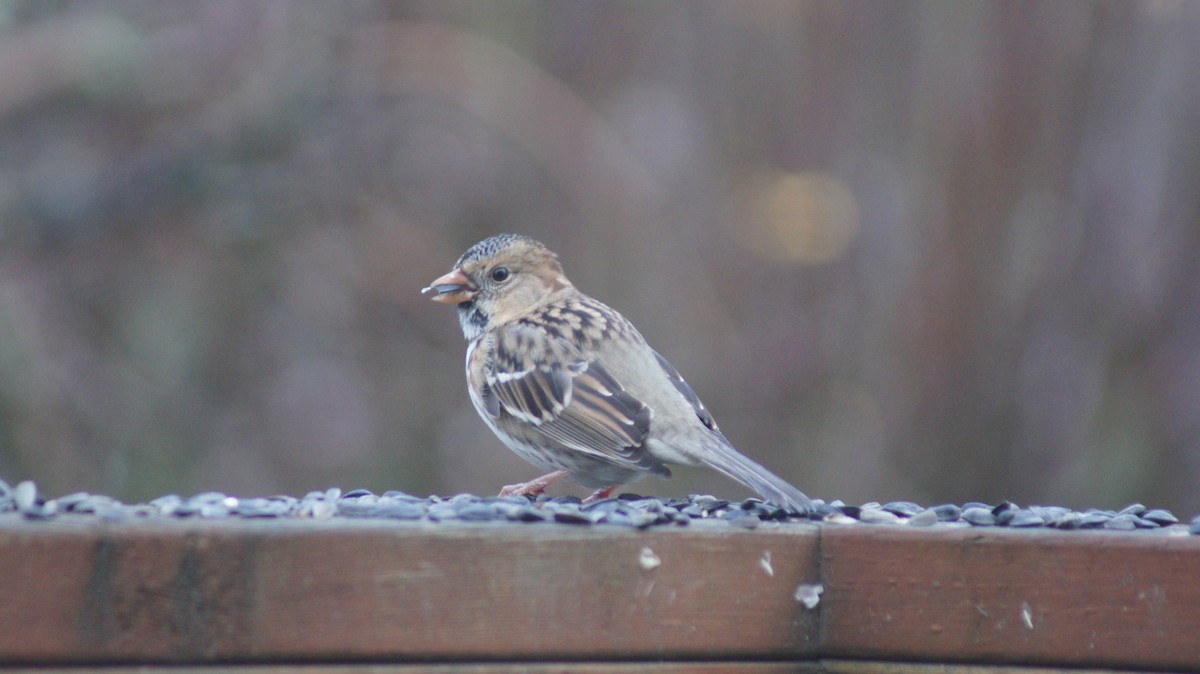 Harris's Sparrow - ML646909506