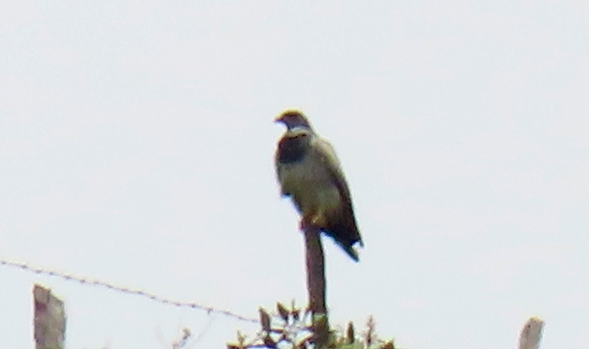 Águila Mora - ML646909507