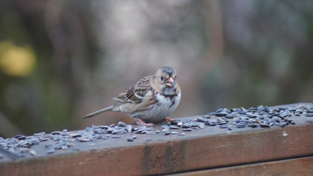 Harris's Sparrow - ML646909508