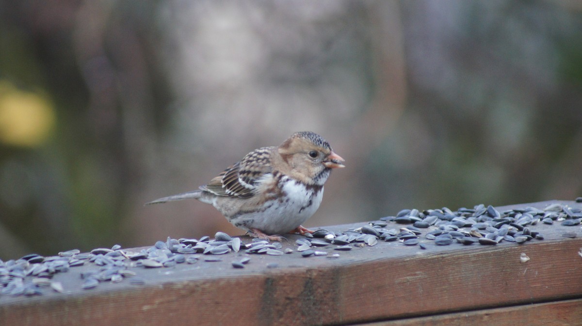 Harris's Sparrow - ML646909509