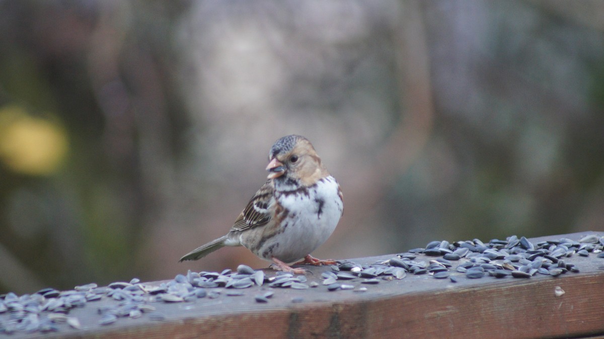 Harris's Sparrow - ML646909510