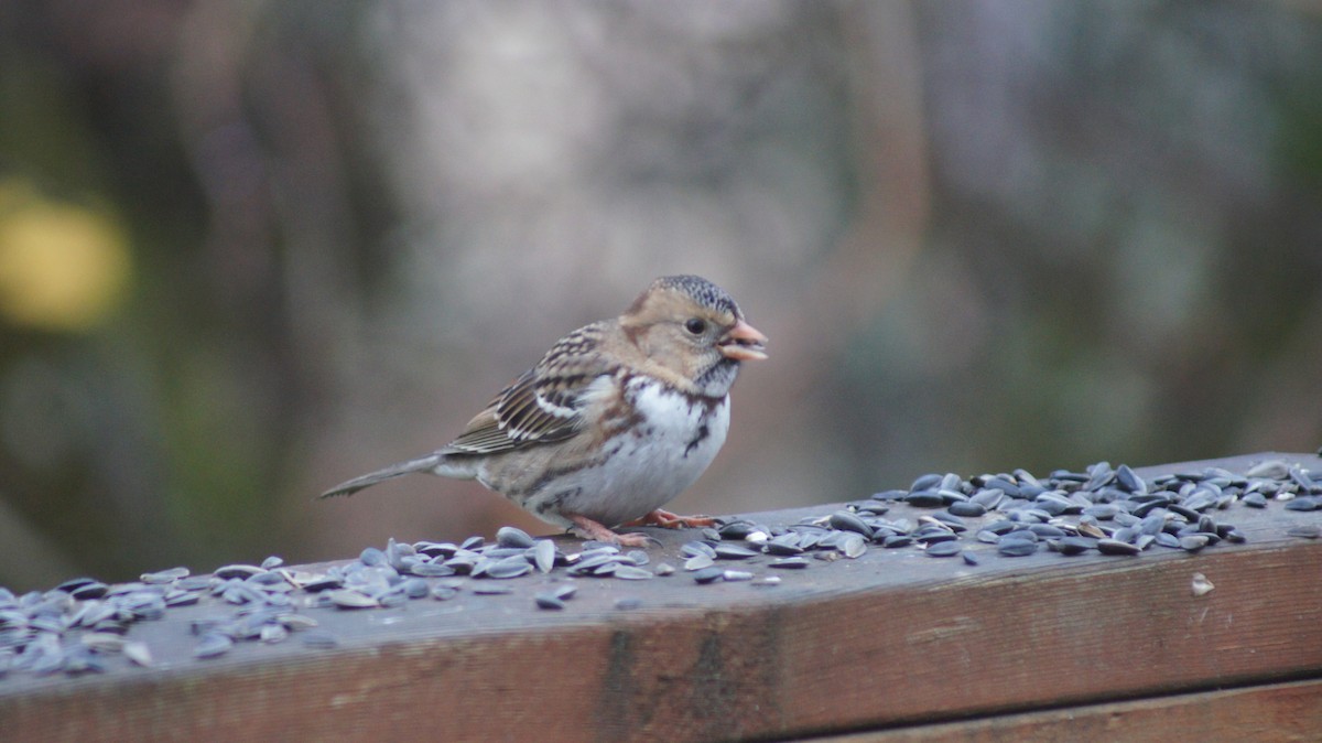 Harris's Sparrow - ML646909511