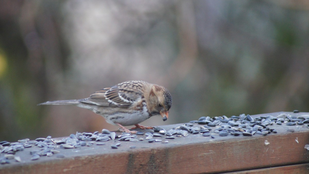 Harris's Sparrow - ML646909512