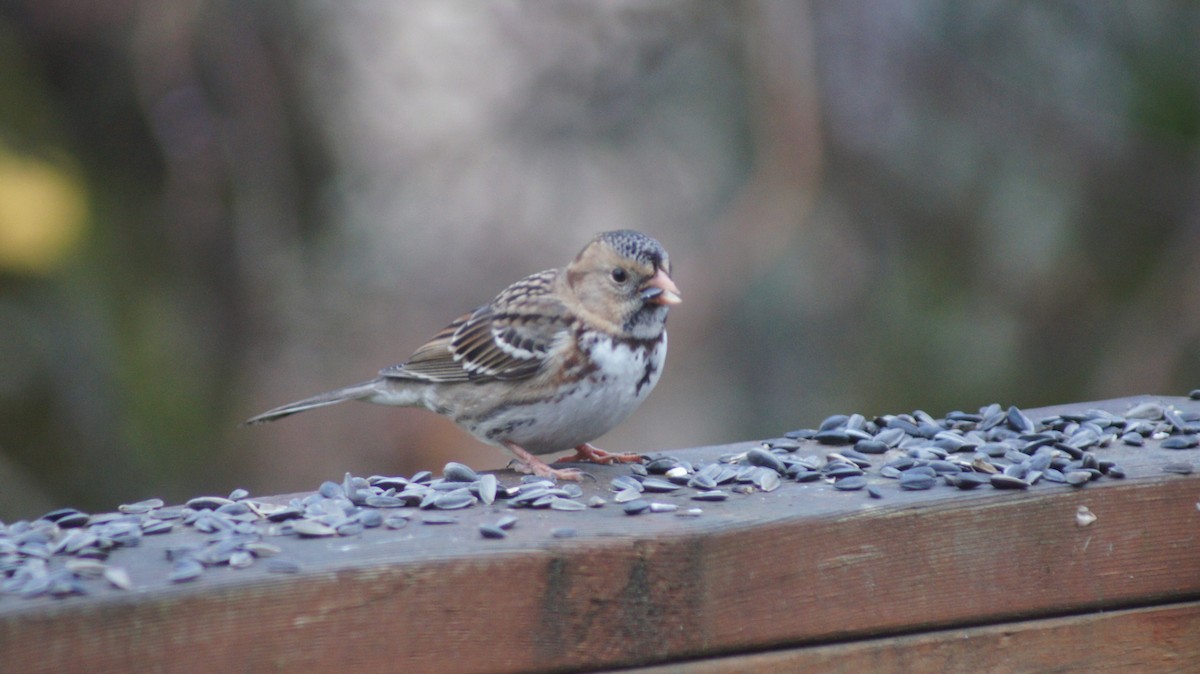 Harris's Sparrow - ML646909513