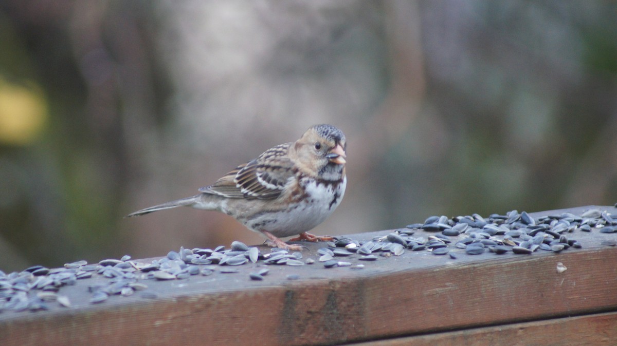 Harris's Sparrow - ML646909514