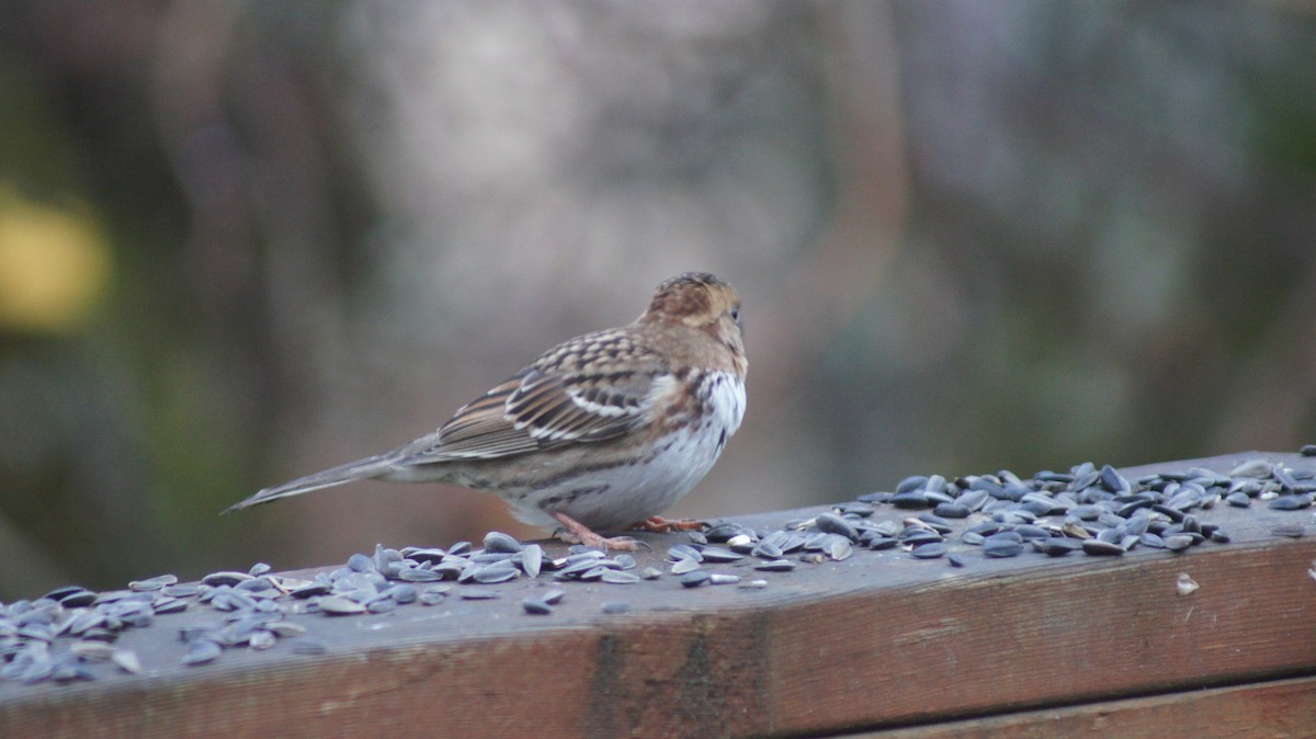 Harris's Sparrow - ML646909515