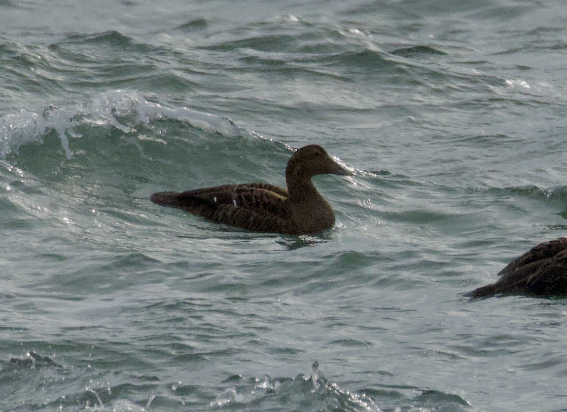 Eiderente - ML646909517