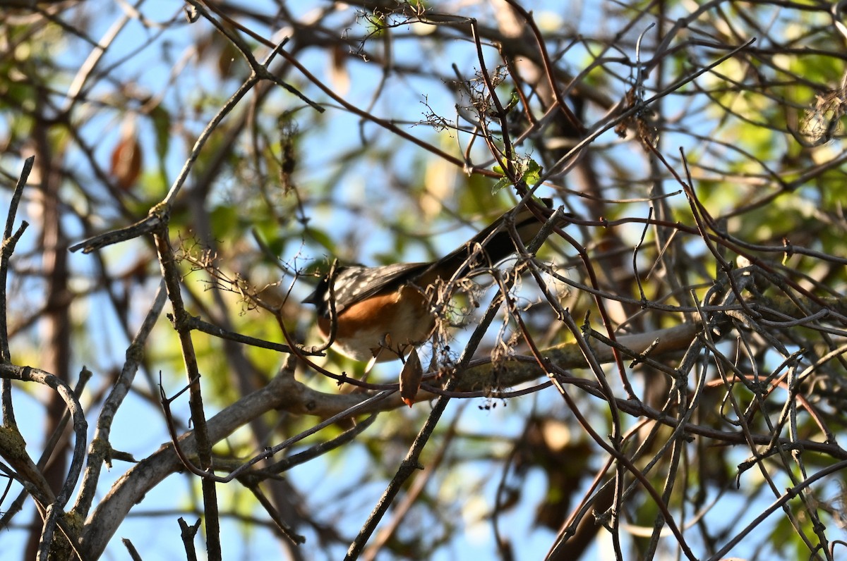 Spotted Towhee - ML646909526